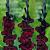 Large flowering Back Star®
