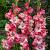 Large flowering Broken Heart Frizzle