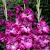 Large flowering Nablus