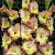 Large flowering Conca Verde®