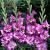 Large flowering Tango