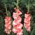 Large flowering Rose Supreme