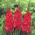 Large flowering Traderhorn