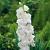 Large flowering White Prosperity