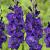Large flowering Purple Flora
