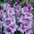 Large flowering Blue Tropic