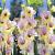 Large flowering Mon Amour®