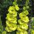 Large flowering Green Star