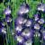Large flowering Nori