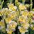 Large flowering Buggy