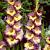 Large flowering Dynamite
