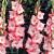 Large flowering Cheops