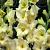 Large flowering Debbyann