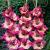 Large flowering Teds Favourite