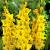 Large flowering Limoncello
