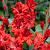 Large flowering Fire Ruffle