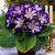 Tigrina Blue