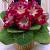 Tigrina Red