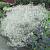 Paniculata White