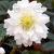 Double Ellen White