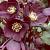 Orientalis Ballard Hybrida