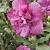 Syriacus Magenta Chiffon
