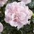 Syriacus Pink Chiffon