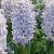 Orientalis  Blue Eyes