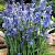 Hispanica Blue