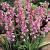 Hispanica Pink