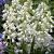Hispanica White