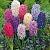Orientalis Mix