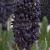 Orientalis Blue Saphire