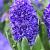 Orientalis Blue Trophy