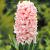 Orientalis China Pink