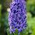 Orientalis Blue Jacket