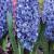 Orientalis Delft Blue