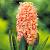 Orientalis Gipsy Queen