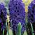 Orientalis Marie