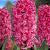 Orientalis Pink Pearl