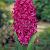 Orientalis Violet Pearl