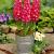 Orientalis Red Magic