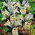 Reticulata Katharine Hodgkin