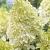 Paniculata Phantom