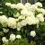 arborescens Annabelle