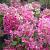 Paniculata Diamand Rouge