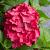 Macrophylla Red