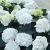 Macrophylla Marcophylla White