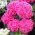 Macrophylla Pink