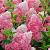 Vanille Fraise